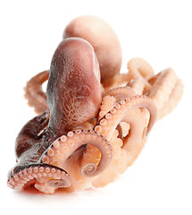 Image showing Octopuses