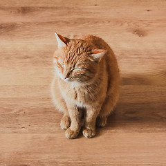 Image showing Red Cat