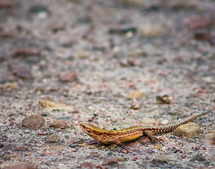 Image showing Lizard On Stone