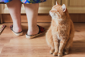 Image showing Red Cat Sitting Near Female Foots