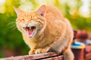 Image showing Red Cat Sitting On The Fence And Roaring Or Yawning