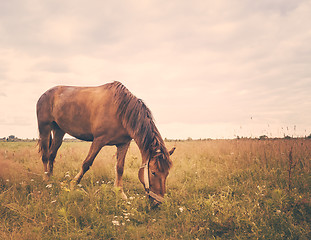 Image showing Horse On Green Grass 