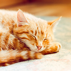 Image showing Little Red Kitten Sleeping On Bed