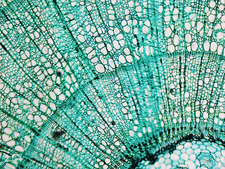 Image showing Pine Wood micrograph