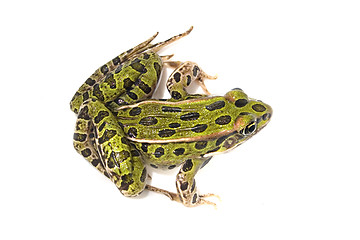 Image showing Green Frog