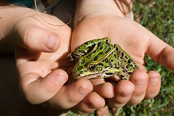 Image showing My Pet Frog