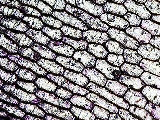 Image showing Onion epidermus micrograph