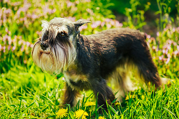 Image showing Miniature Schnauzer Dog Sitting In Green Grass Outdoor