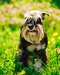 Image showing Miniature Schnauzer Dog Sitting In Green Grass Outdoor