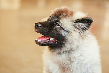 Image showing Gray Keeshound, Keeshond, Keeshonden dog (German Spitz)