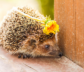 Image showing Hedgehog