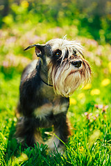 Image showing Miniature Schnauzer Dog Sitting In Green Grass Outdoor