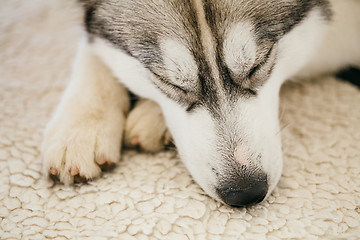 Image showing Gray Adult Siberian Husky Dog (Sibirsky husky) 