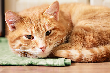 Image showing Little Red Kitten Sleeping On Bed 