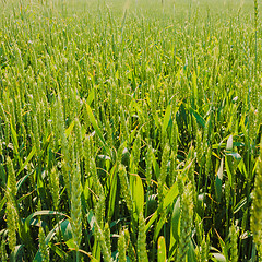 Image showing Green Barley Ears