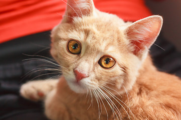 Image showing Little Red Kitten Sitting On Pillow