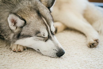 Image showing Gray Adult Siberian Husky Dog (Sibirsky husky) 