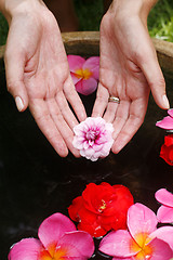 Image showing Flower Hand Reflection