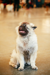 Image showing Gray Keeshound, Keeshond, Keeshonden dog (German Spitz)