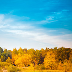 Image showing Summer Landscape With Colorful Forest 