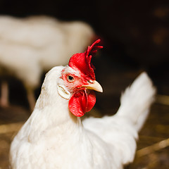 Image showing White Chicken Looking Out Of The Barn