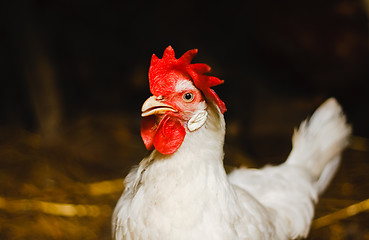 Image showing White Chicken Looking Out Of The Barn