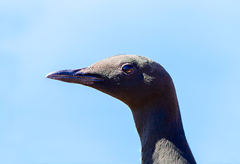 Image showing Thin-billed murre