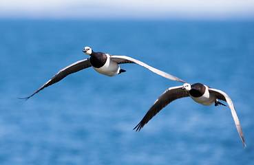 Image showing Barnacle Geese