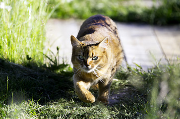 Image showing Cat on the hunt