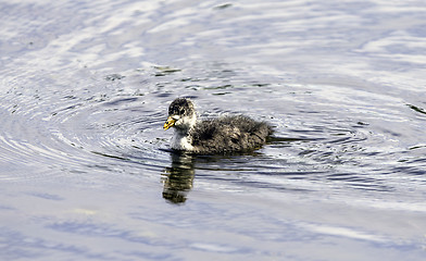 Image showing hick of Eurasian Coot