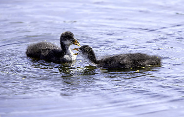 Image showing Coot chicks