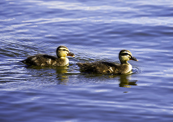Image showing Ducklings