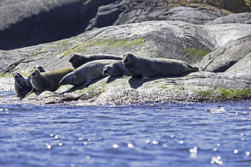 Image showing Harbour seals