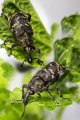 Image showing Large pine weevil