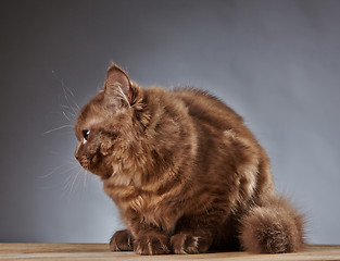 Image showing brown british longhair kitten