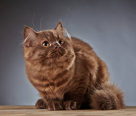 Image showing brown british longhair kitten