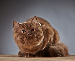 Image showing brown british longhair kitten