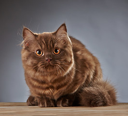 Image showing brown british longhair kitten