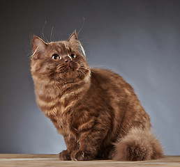 Image showing brown british longhair kitten