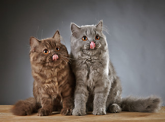 Image showing two british longhair kittens