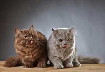 Image showing two british longhair kittens