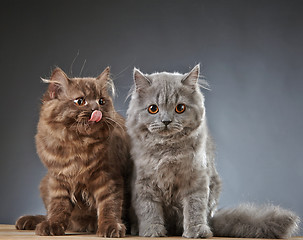 Image showing two british longhair kittens