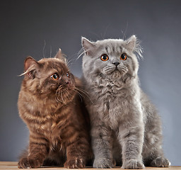 Image showing two british longhair kittens