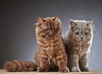 Image showing two british longhair kittens