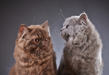 Image showing two british longhair kittens