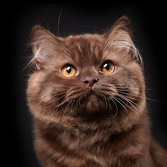 Image showing british longhair kitten