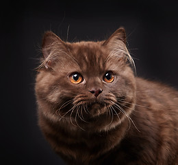 Image showing british longhair kitten