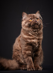 Image showing british longhair kitten