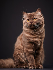 Image showing british longhair kitten