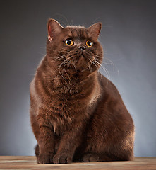 Image showing Brown british shorthair cat